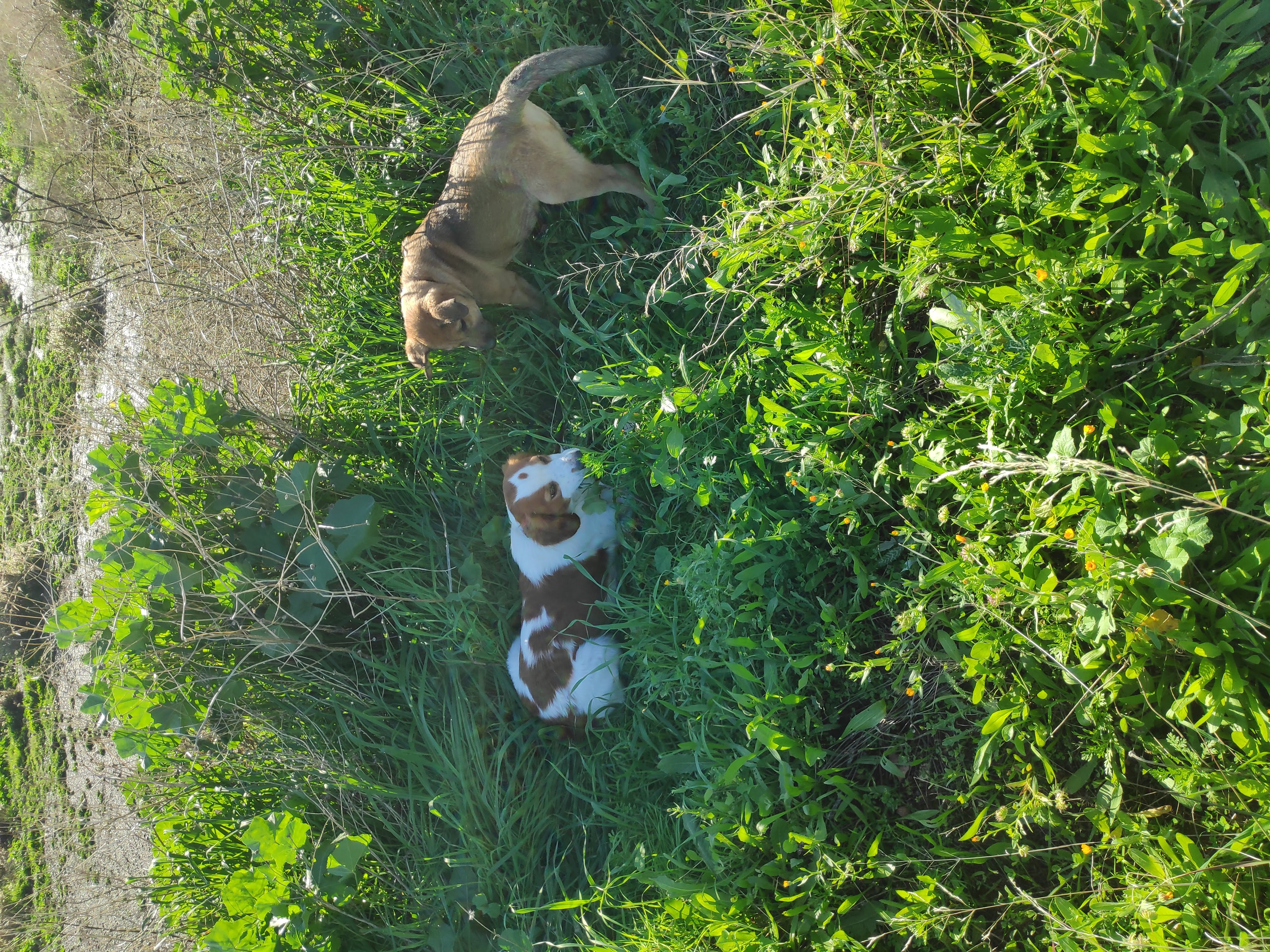 Dos perros explorando campo verde — guardería canina Churriana Málaga