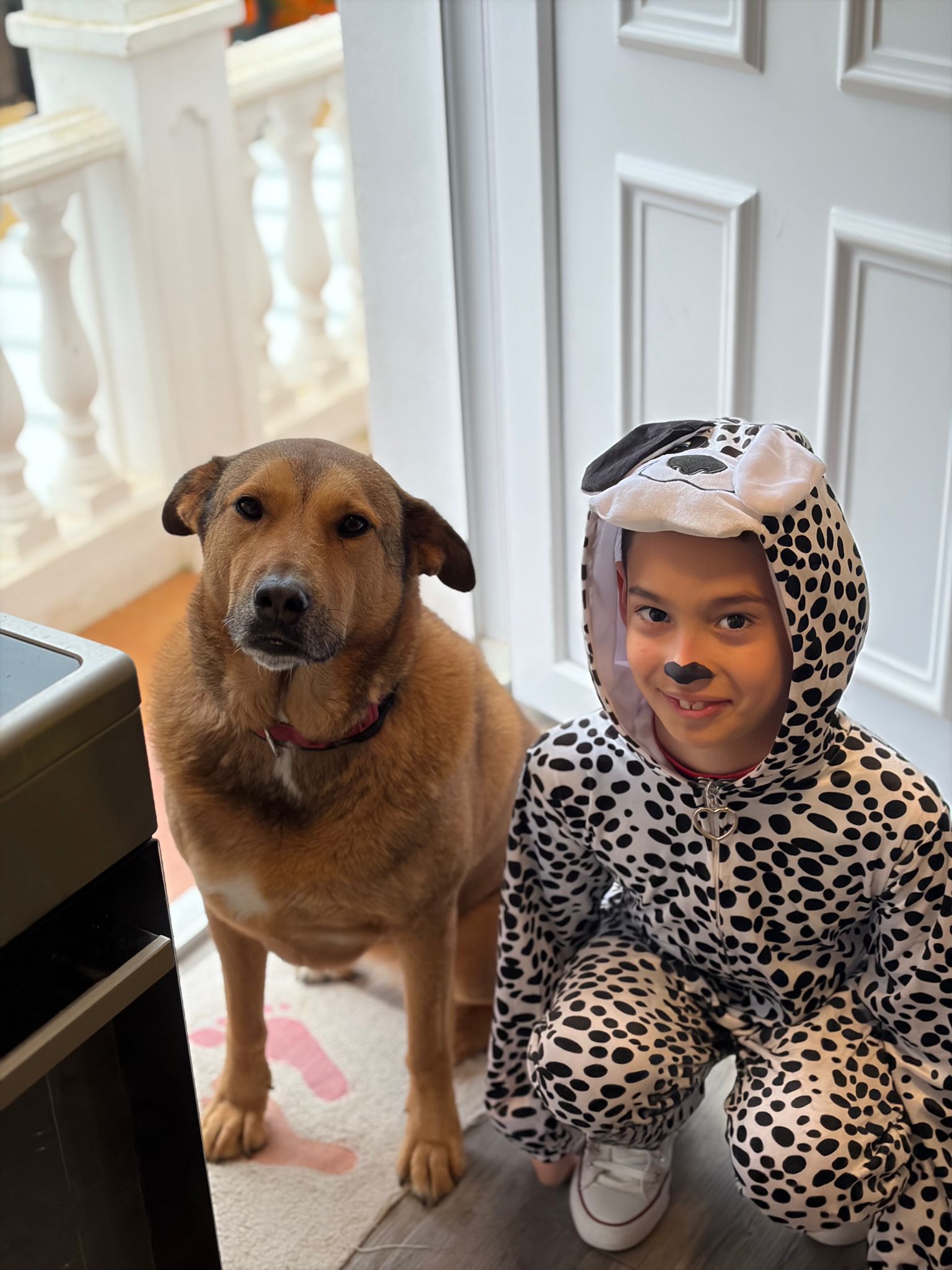 Labrador jugando con niño en guardería canina Churriana Málaga