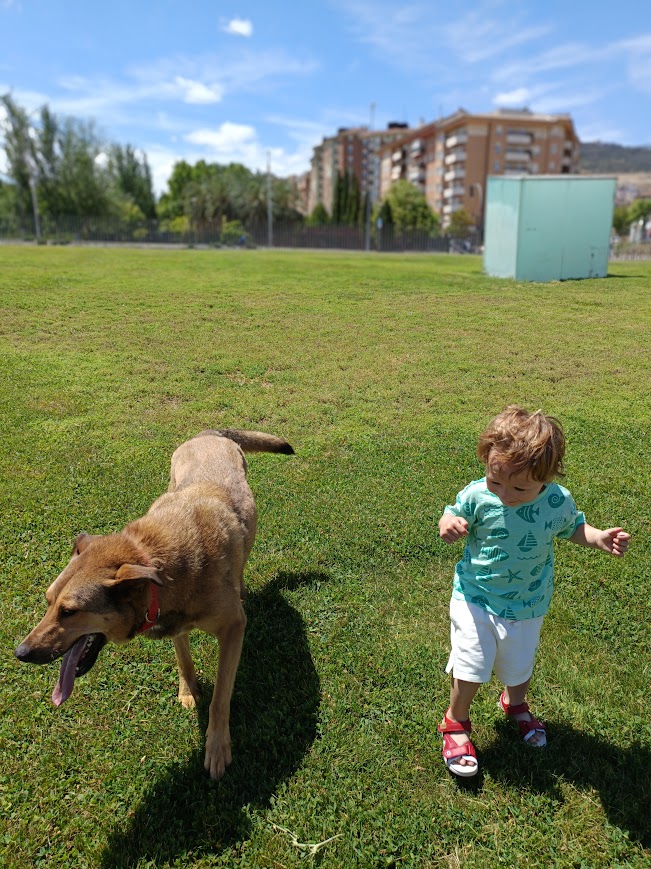 Perro paseando con niño en parque de Málaga — guardería canina Churriana