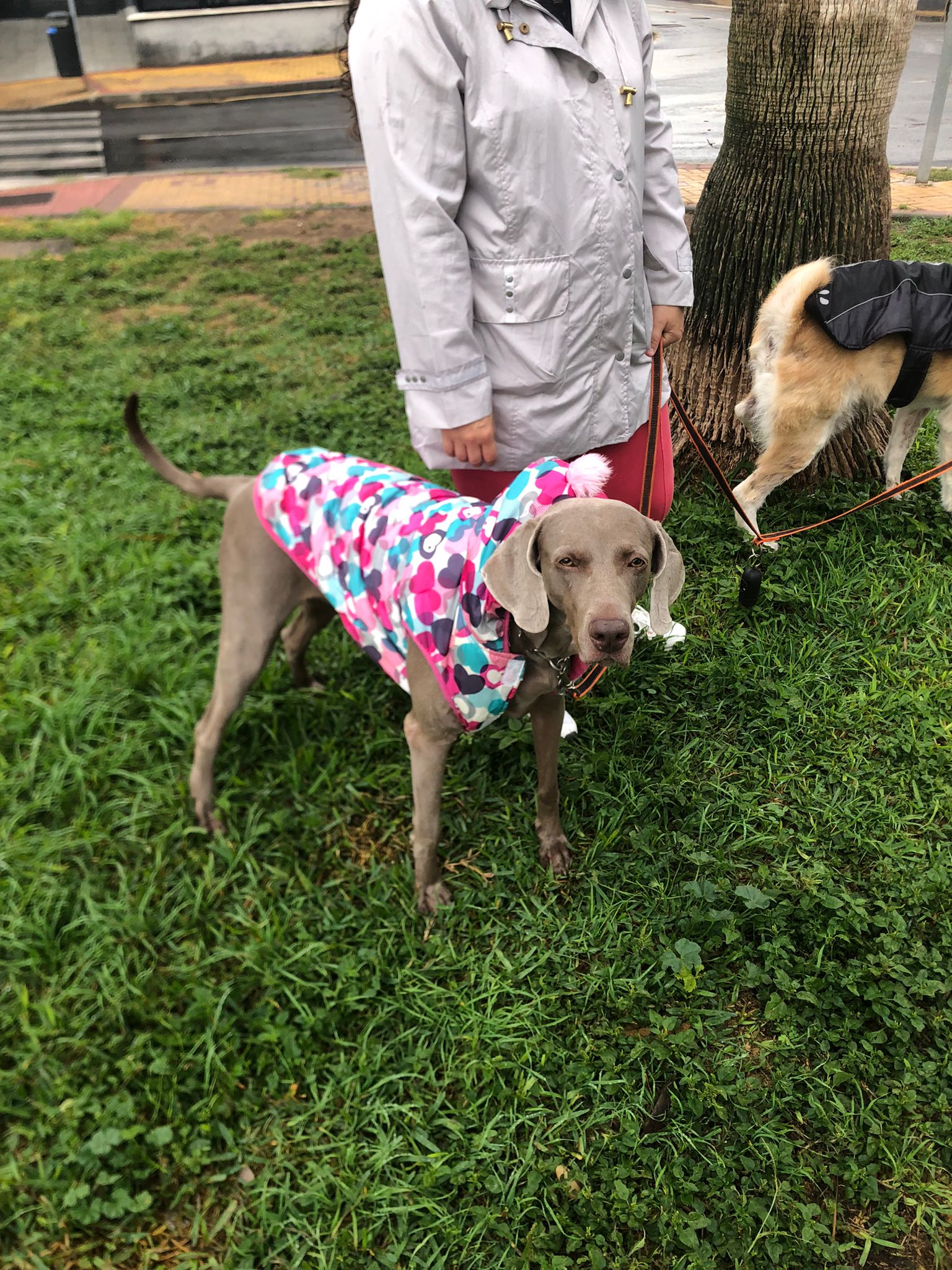 Weimaraner en paseo diario por parque — guardería canina Churriana Málaga