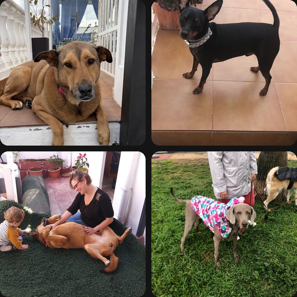 Collage de huéspedes en Hotel Canino Churriana Málaga
