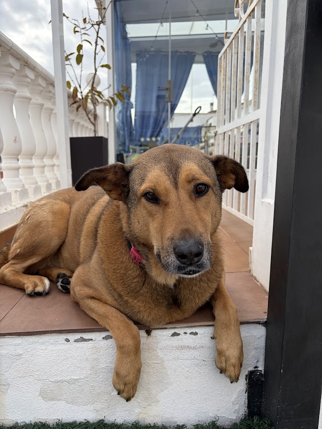 Perro mestizo descansando en instalaciones de Hotel Canino Churriana Málaga