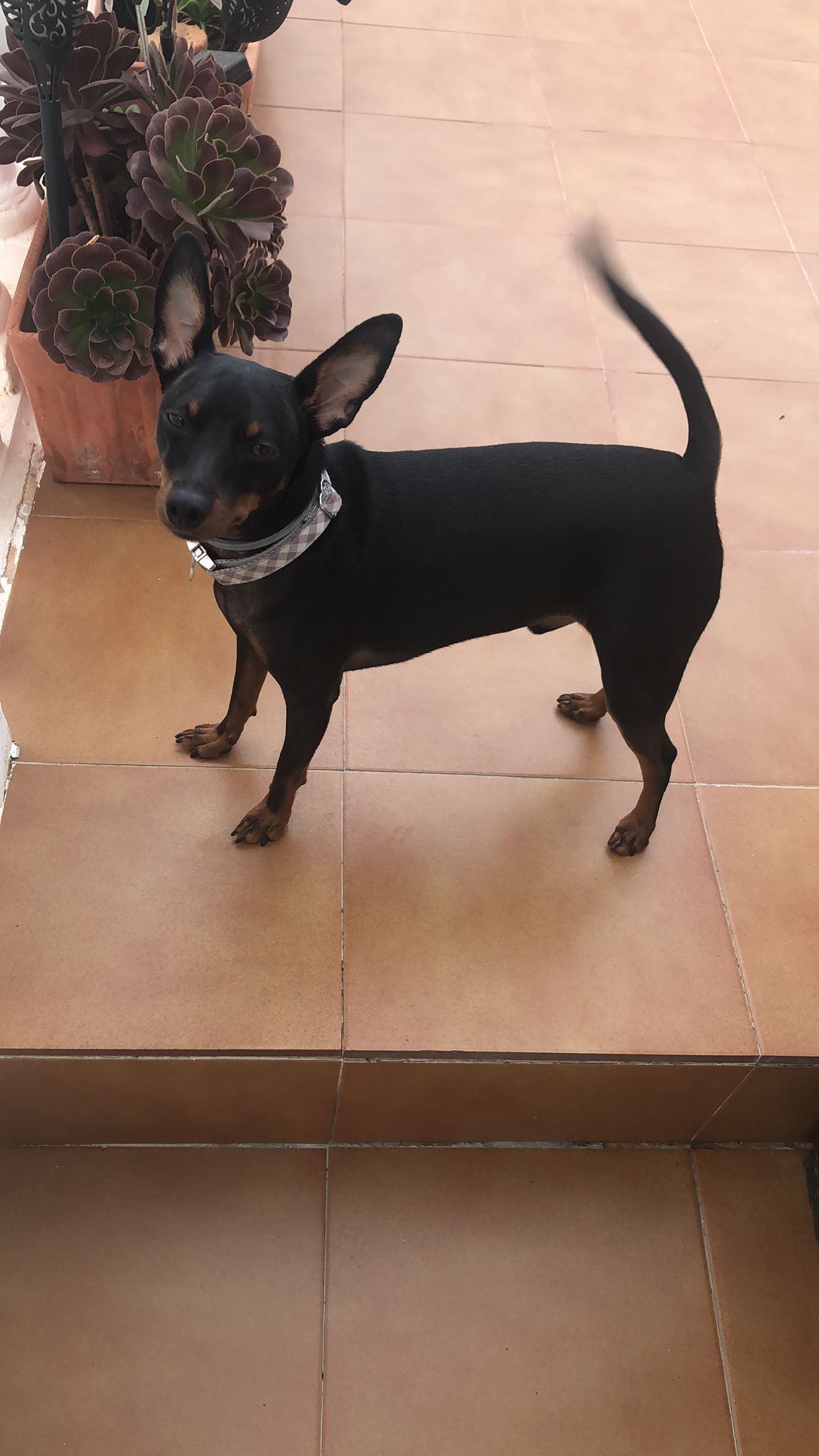 Pinscher miniatura en Hotel Canino Churriana Málaga